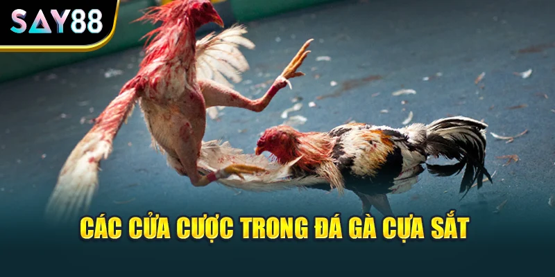 Các cửa cược trong đá gà cựa sắt