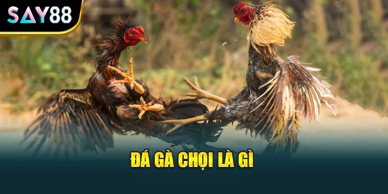 Đá gà chọi là gì?
