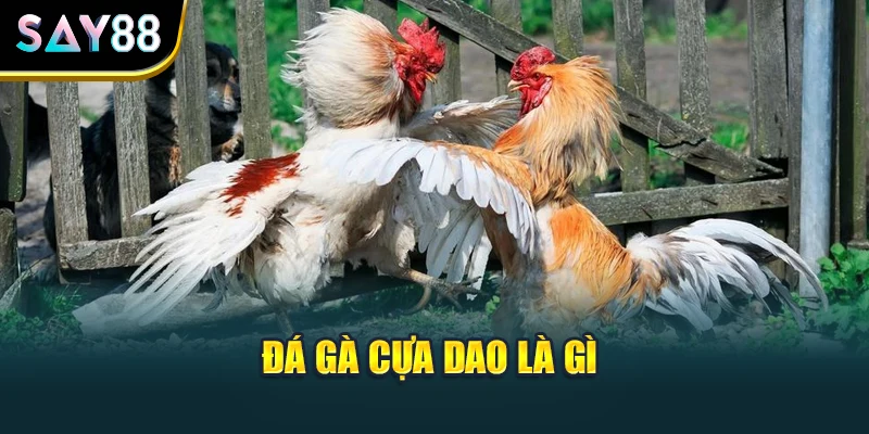Đá gà cựa dao là gì