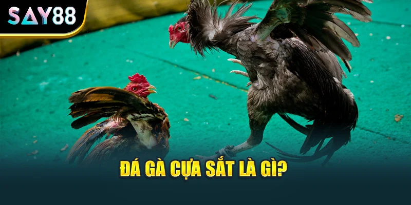 Đá gà cựa sắt là gì?