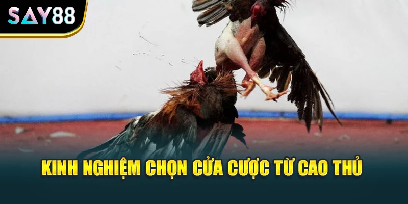 Kinh nghiệm chọn cửa cược từ cao thủ