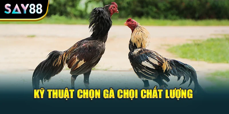 Kỹ thuật chọn gà chọi chất lượng