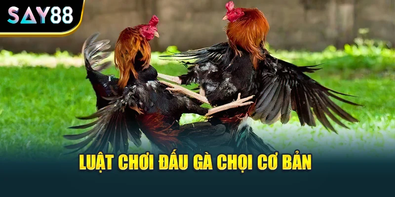 Luật chơi đấu gà chọi cơ bản