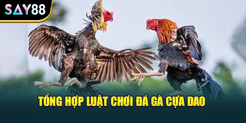Tổng hợp luật chơi đá gà cựa dao